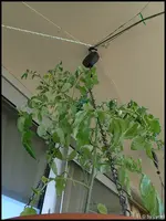 c025.webp