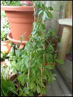 c028.webp
