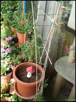 c029.webp