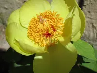 geöffnete gelbe Paeonie mlokosewitschii 003.webp