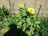 geöffnete gelbe Paeonie mlokosewitschii 002.webp