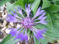P1020155.webp