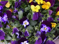 P1020167.webp
