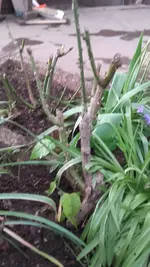 20190424_191753.webp