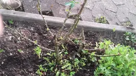 20190424_191846.jpg