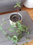 20190426_160319.jpg