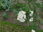 IMG_6619.JPG