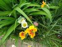 DSC00205.webp