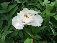 DSC00210.webp