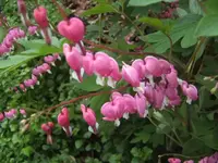 BILD0955.webp