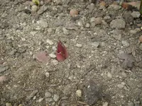 Lilie_Herst_Fruejahrspflanzung (1).webp