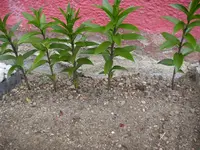 Lilie_Herst_Fruejahrspflanzung (2).webp