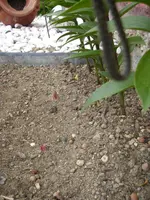Lilie_Herst_Fruejahrspflanzung (3).webp