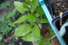 DSC07620.webp