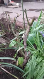 20190424_191753.webp