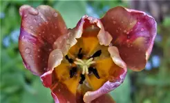 fürFeiveline2019.webp