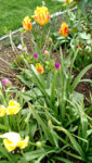 IMG_20190423_101612579.jpg