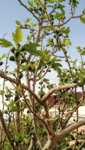 IMG_20190426_074437833.jpg