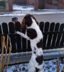 IMG-20190203-WA0009.png