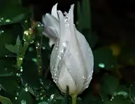 image001.webp