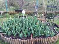2019-04-23 Dahlienbeet mit Tulpen.webp