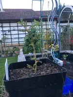 2019-04-24 Rose Artemis2.webp