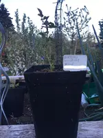 2019-04-24 Rose Artemis1.webp 2019-04-24 Rose Artemis1.webp