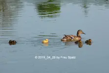 Forum Ente Kükis 2019_04_28 P1110872.webp