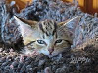 IMG_2861 v (2).webp
