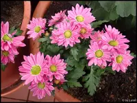c033.webp