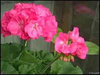 c034.webp
