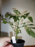P1120443Chinesische Coctailtomate rot.webp