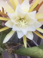 IMG-20170630-WA0001.jpgEPI Weiß.webp