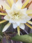 IMG-20170630-WA0001.jpgEPI Weiß.jpg