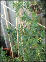 c042.webp