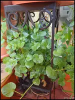 c046.webp