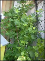 c048.webp