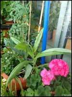 c049.webp