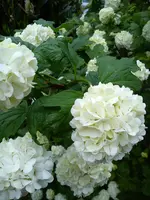 DSC05436.webp