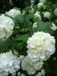 DSC05436.jpg