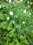 DSC05431.jpg