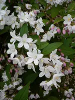 DSC05434.jpg