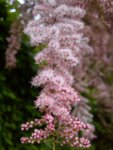 DSC05433.jpg