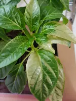 20190501_171146.webp