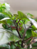 20190501_171317.webp