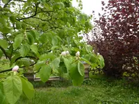 P1120437.webp