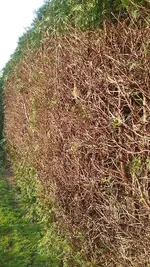Hecke1.jpg