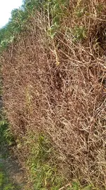 Hecke.webp