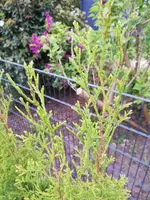 IMG_20190501_190759.webp