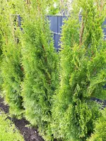 IMG_20190428_134809.webp